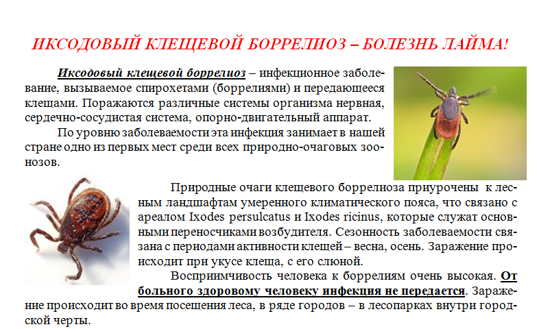 Иксодовый клещевой боррелиоз Иксодовый клещевой боррелиоз.